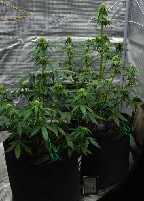 Sticky Broccoli Auto | Eternity Grow Cup. Week 6 - Day 40