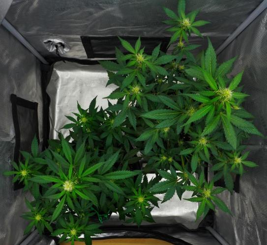 Sticky Broccoli Auto | Eternity Grow Cup. Week 6 - Day 40