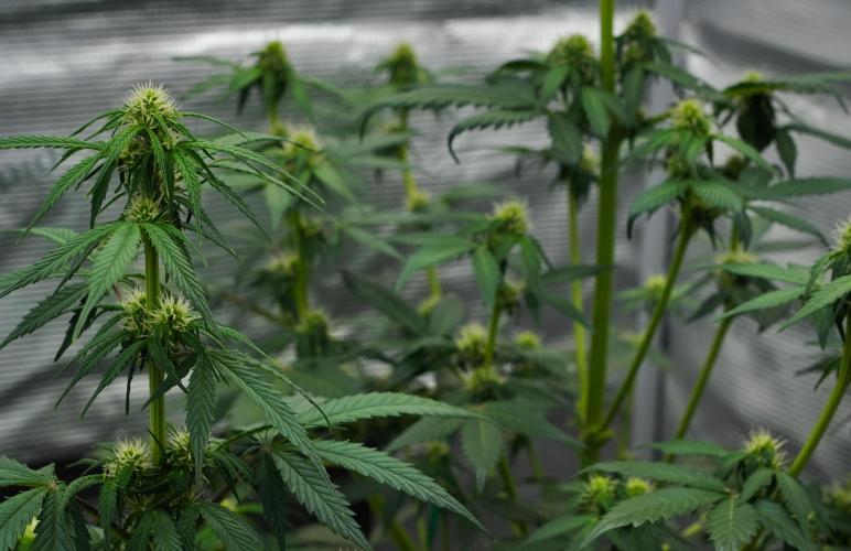 Sticky Broccoli Auto | Eternity Grow Cup. Week 6 - Day 40