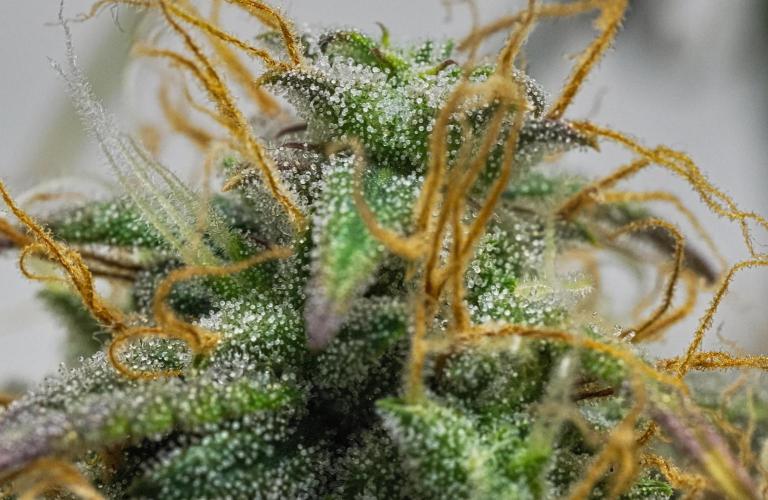 Cinderella | Fastbuds. Week 11 - Day 72