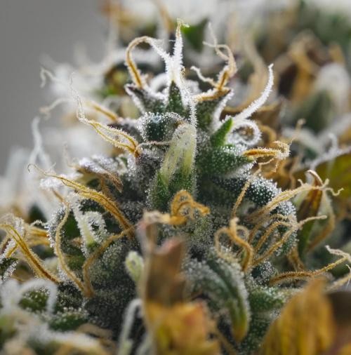 Cinderella | Fastbuds. Week 11 - Day 72