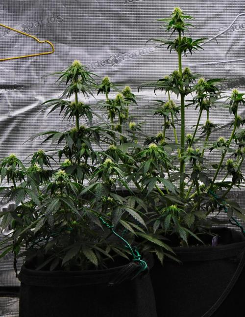 Sticky Broccoli Auto | Eternity Grow Cup. Week 6 - Day 42