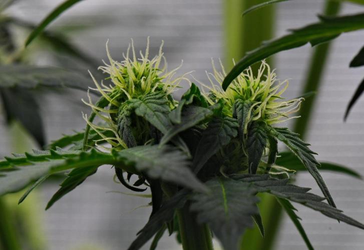 Sticky Broccoli Auto | Eternity Grow Cup. Week 6 - Day 42 Broccoli #1