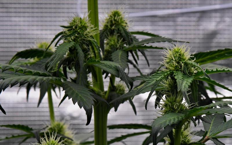 Sticky Broccoli Auto | Eternity Grow Cup. Week 6 - Day 42 Broccoli #1