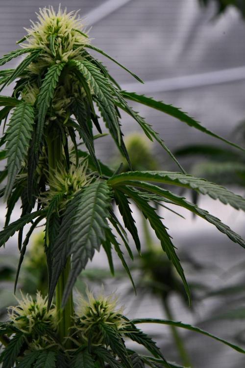 Sticky Broccoli Auto | Eternity Grow Cup. Week 6 - Day 42 Broccoli #2