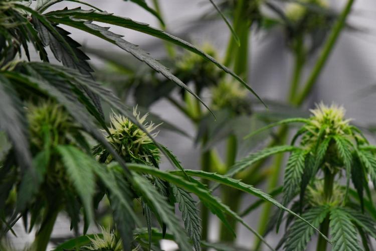 Sticky Broccoli Auto | Eternity Grow Cup. Week 6 - Day 42 Broccoli #2