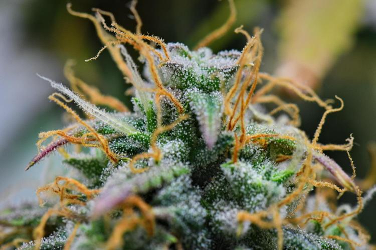 Cinderella | Fastbuds. Week 11 - Day 76