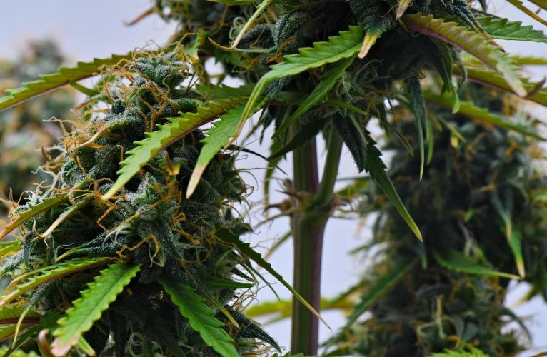 Cinderella | Fastbuds. Week 11 - Day 76