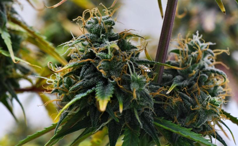 Cinderella | Fastbuds. Week 11 - Day 76