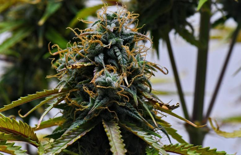 Cinderella | Fastbuds. Week 11 - Day 76