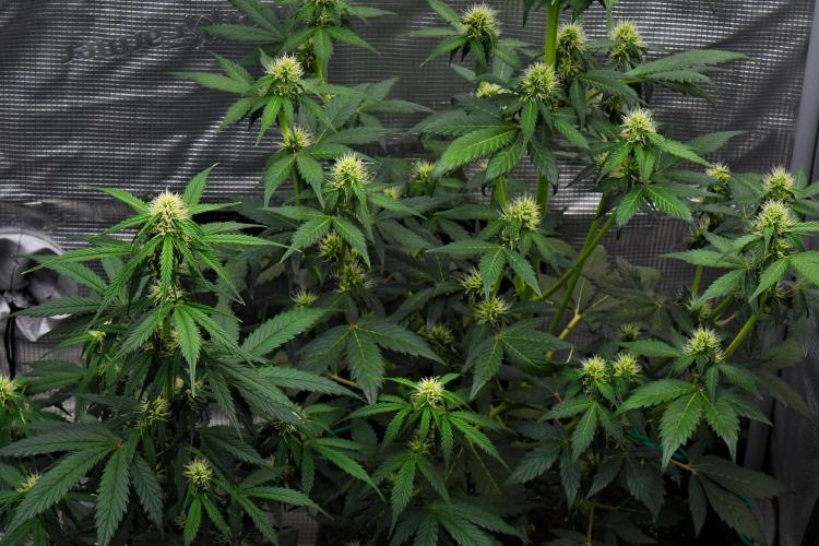 Sticky Broccoli Auto | Eternity Grow Cup. Week 7 - Day 44