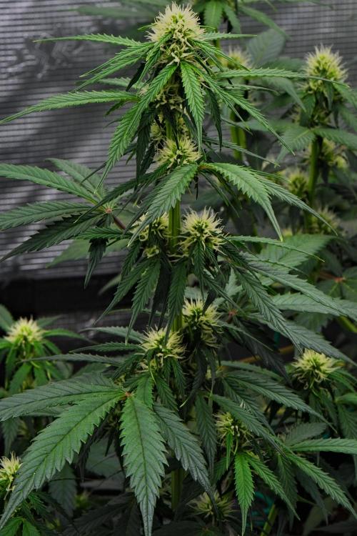 Sticky Broccoli Auto | Eternity Grow Cup. Week 7 - Day 44 Broccoli #2