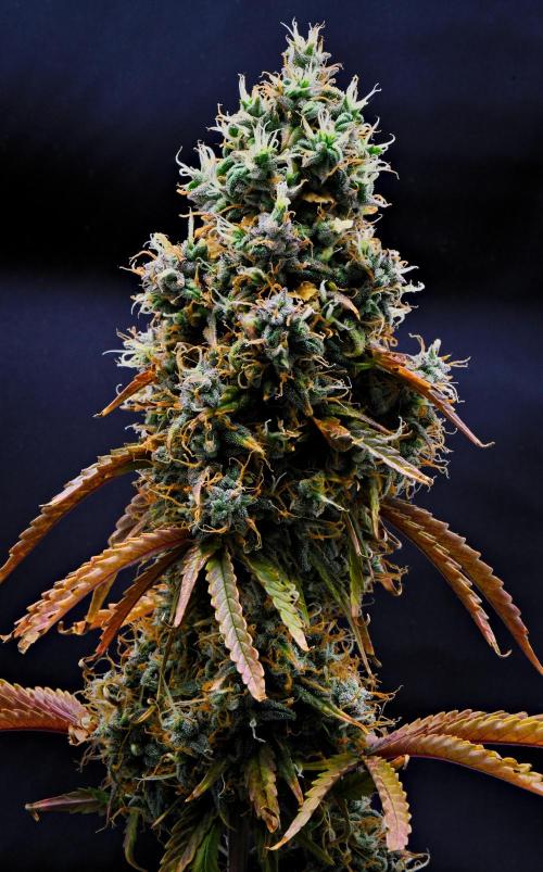 Cinderella | Fastbuds. Week 12 - Day 78