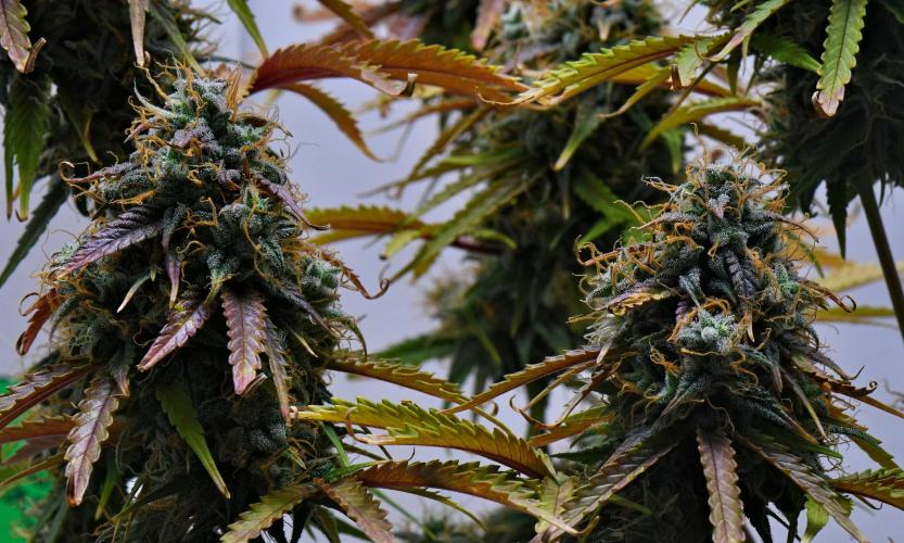 Cinderella | Fastbuds. Week 12 - Day 78