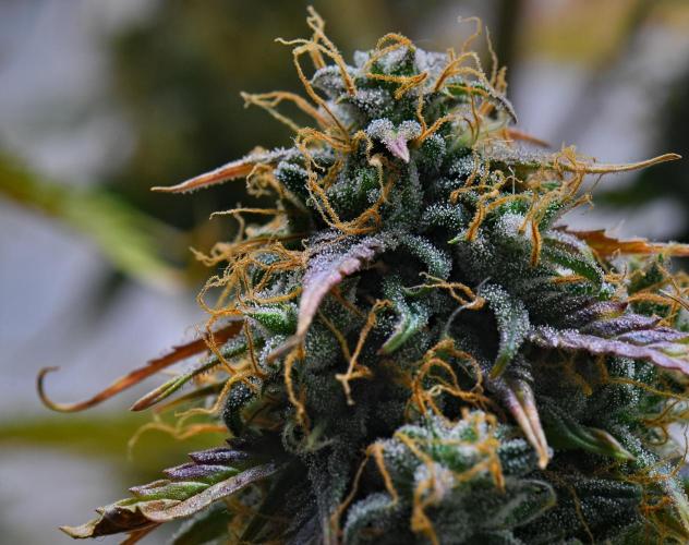 Cinderella | Fastbuds. Week 12 - Day 78