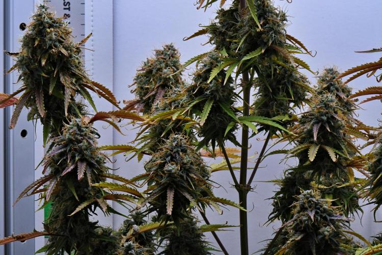 Cinderella | Fastbuds. Week 12 - Day 78