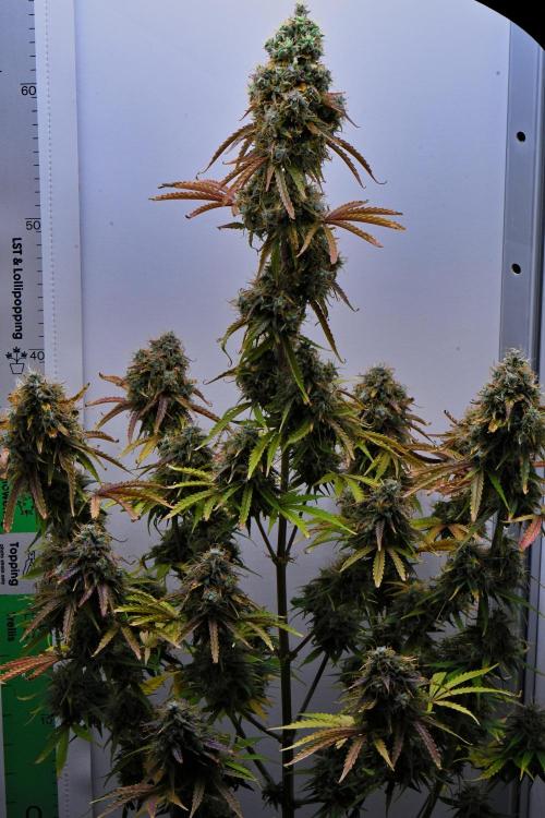 Cinderella | Fastbuds. Week 12 - Day 78