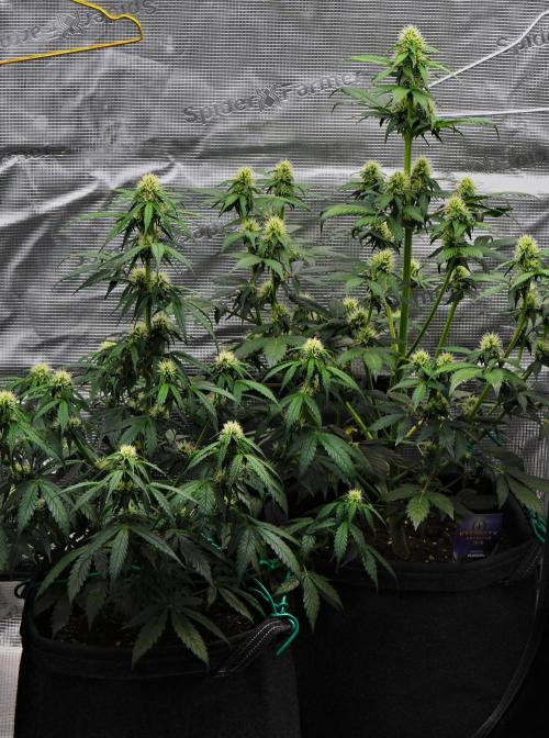 Sticky Broccoli Auto | Eternity Grow Cup. Week 7 - Day 46