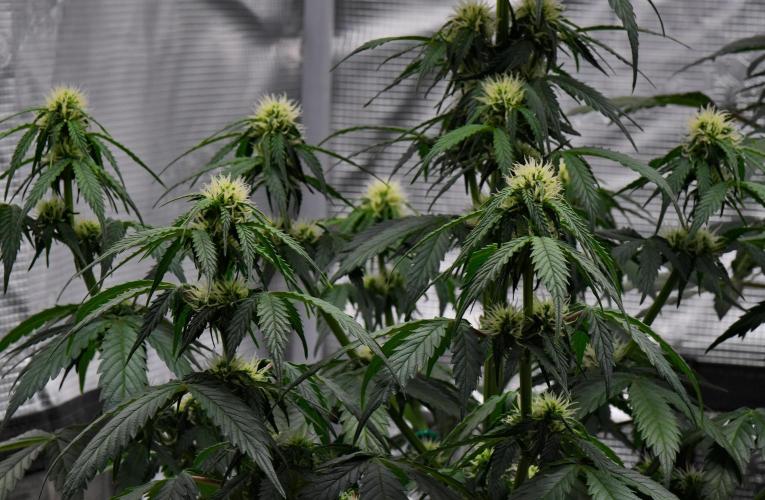 Sticky Broccoli Auto | Eternity Grow Cup. Week 7 - Day 46 Broccoli #2