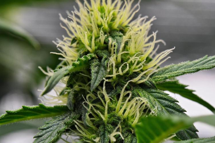 Sticky Broccoli Auto | Eternity Grow Cup. Week 7 - Day 46 Broccoli #1