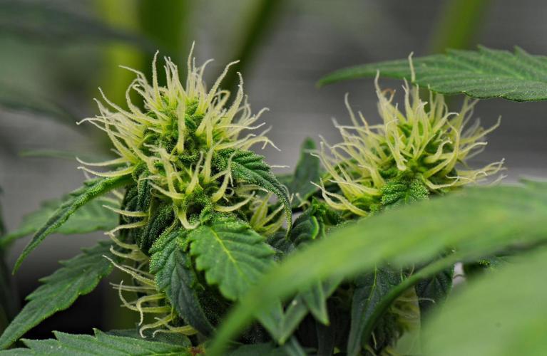 Sticky Broccoli Auto | Eternity Grow Cup. Week 7 - Day 46 Broccoli #1