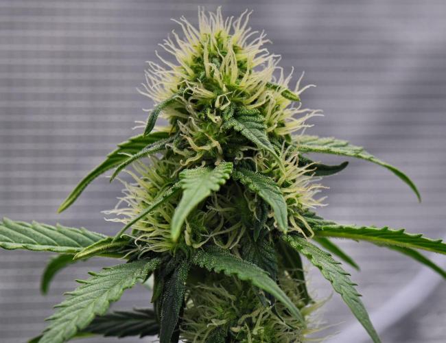 Sticky Broccoli Auto | Eternity Grow Cup. Week 7 - Day 46 Broccoli #1