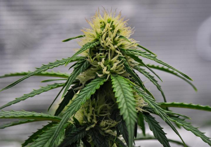 Sticky Broccoli Auto | Eternity Grow Cup. Week 7 - Day 46 Broccoli #2