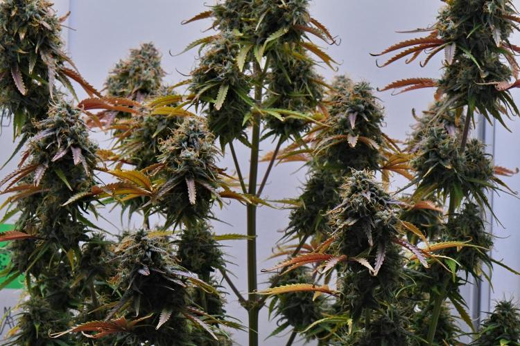 Cinderella | Fastbuds. Week 12 - Day 79