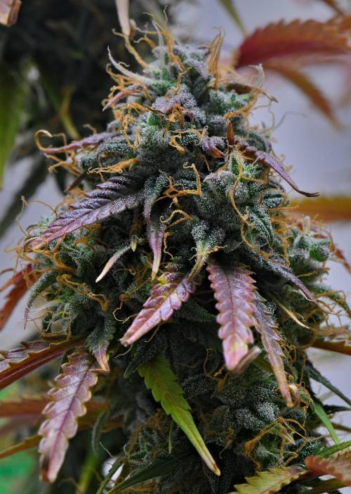 Cinderella | Fastbuds. Week 12 - Day 79