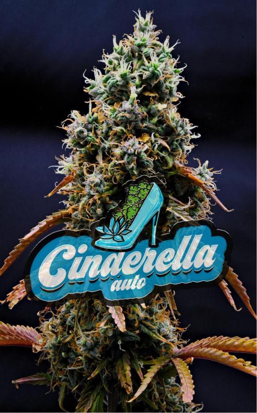 Cinderella | Fastbuds. Week 12
