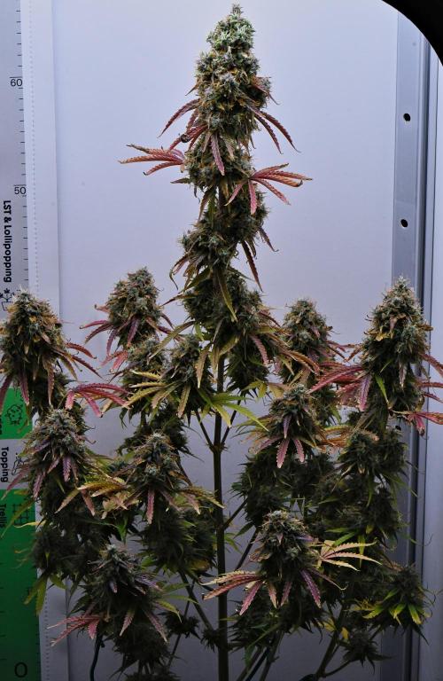 Cinderella | Fastbuds. Week 12 - Day 81