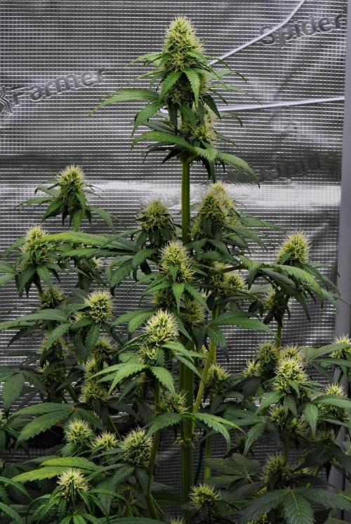 Sticky Broccoli Auto | Eternity Grow Cup. Week 7 - Day 48 Broccoli #1