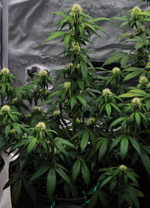 Sticky Broccoli Auto | Eternity Grow Cup. Week 7 - Day 48 Broccoli #2