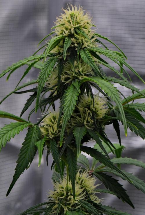 Sticky Broccoli Auto | Eternity Grow Cup. Week 7 - Day 48 Broccoli #2