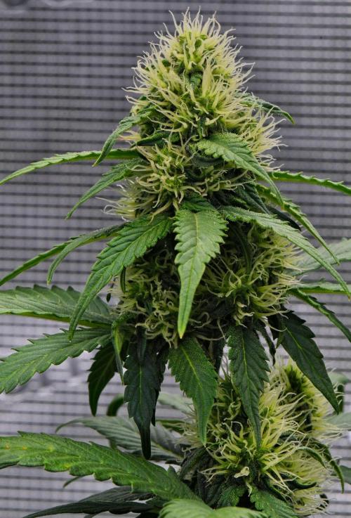 Sticky Broccoli Auto | Eternity Grow Cup. Week 7 - Day 48 Broccoli #1