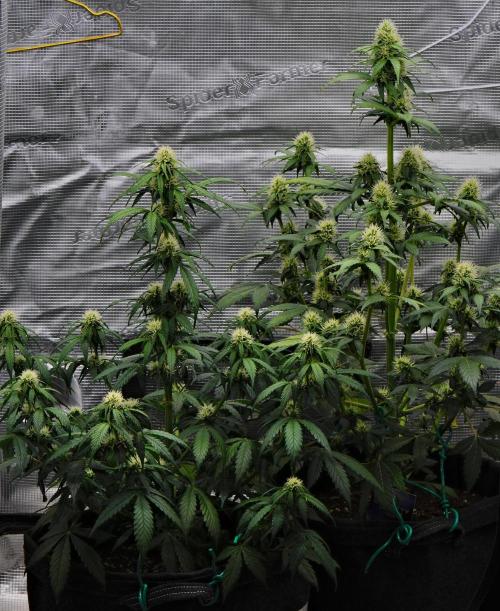 Sticky Broccoli Auto | Eternity Grow Cup. Week 7 - Day 48