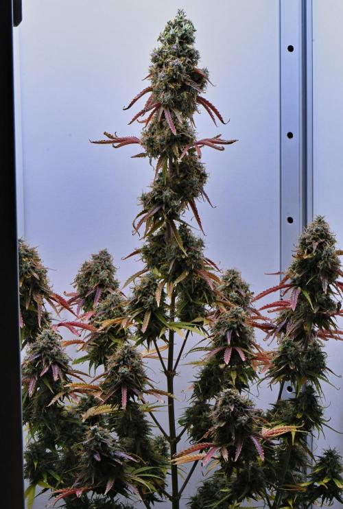 Cinderella | Fastbuds. Week 12 - Day 82