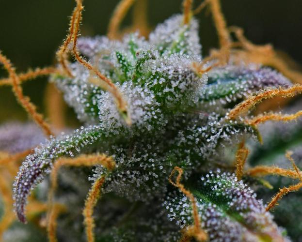 Cinderella | Fastbuds. Week 12 - Day 82