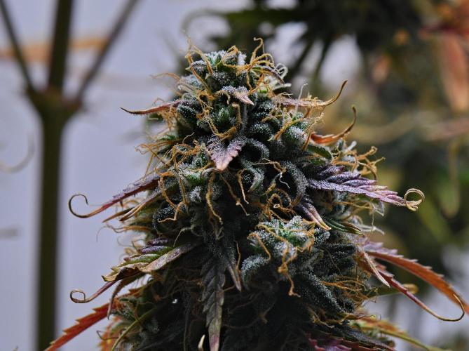 Cinderella | Fastbuds. Week 12 - Day 82