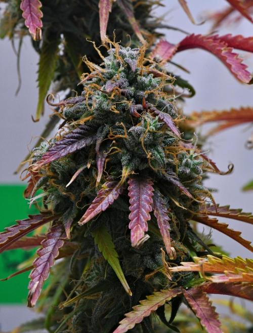 Cinderella | Fastbuds. Week 12 - Day 82