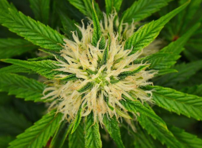 Sticky Broccoli Auto | Eternity Grow Cup. Week 8 - Day 50 Broccoli #2