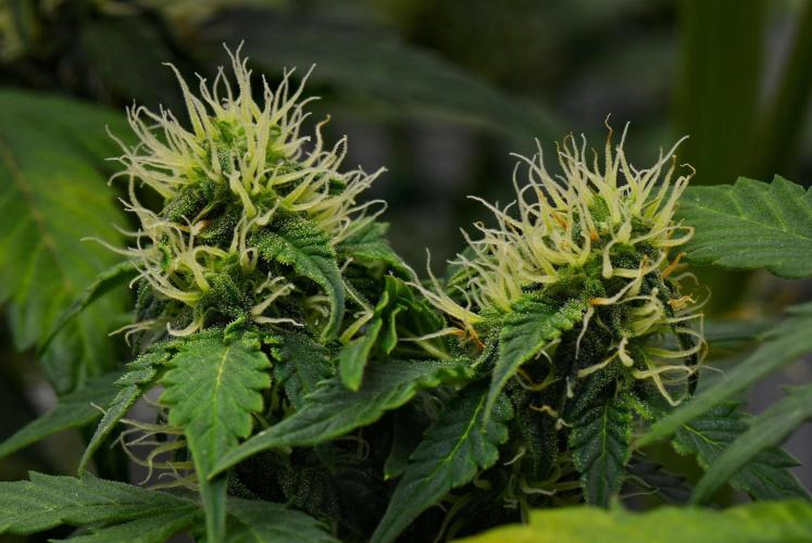 Sticky Broccoli Auto | Eternity Grow Cup. Week 8 - Day 50 Broccoli #1