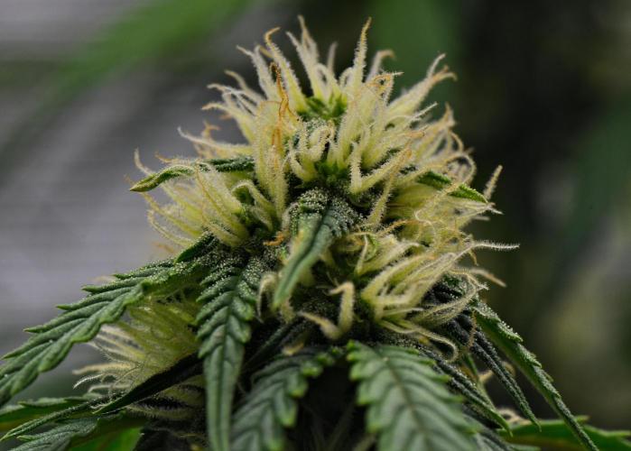 Sticky Broccoli Auto | Eternity Grow Cup. Week 8 - Day 50 Broccoli #2