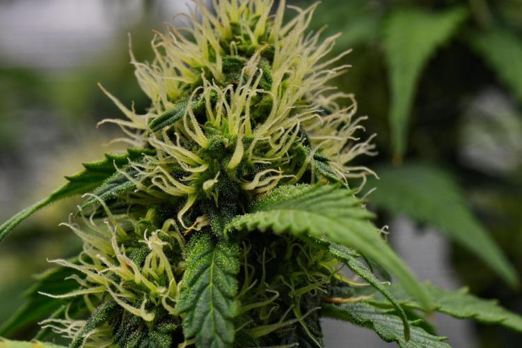 Sticky Broccoli Auto | Eternity Grow Cup. Week 8 - Day 50 Broccoli #1