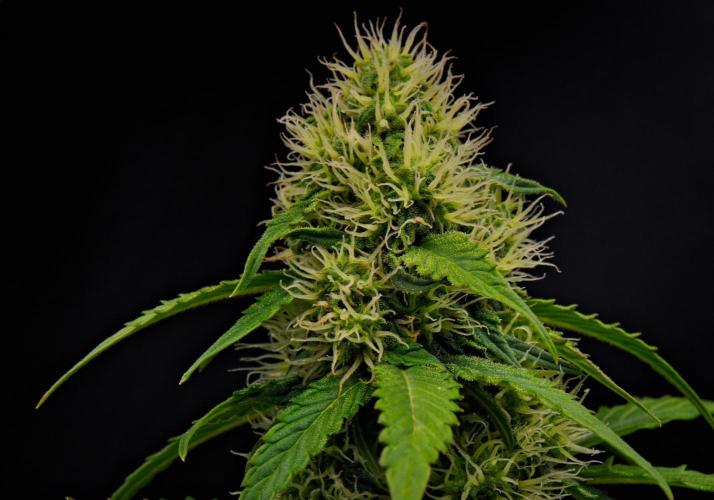 Sticky Broccoli Auto | Eternity Grow Cup. Week 8 - Day 50 Broccoli #1