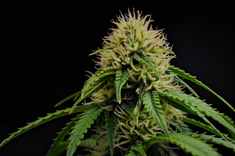 Sticky Broccoli Auto | Eternity Grow Cup. Week 8 - Day 50 Broccoli #2