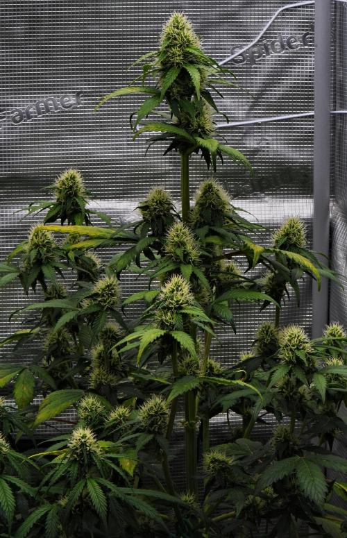 Sticky Broccoli Auto | Eternity Grow Cup. Week 8 - Day 50 Broccoli #1