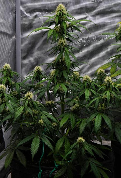 Sticky Broccoli Auto | Eternity Grow Cup. Week 8 - Day 50 Broccoli #2