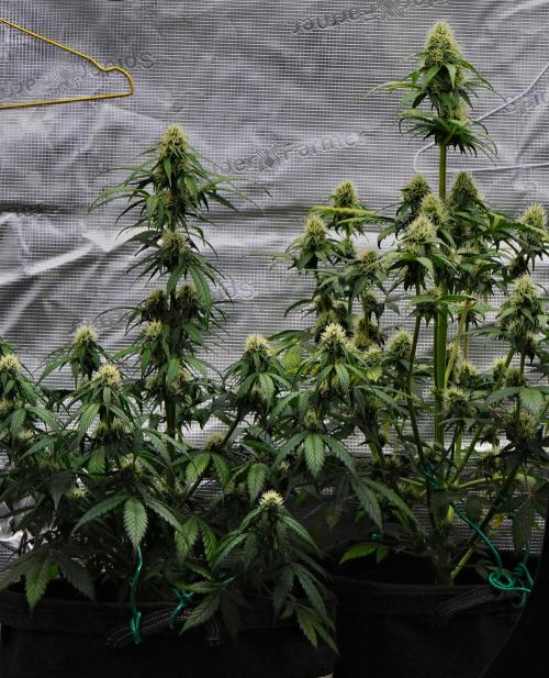 Sticky Broccoli Auto | Eternity Grow Cup. Week 8 - Day 50