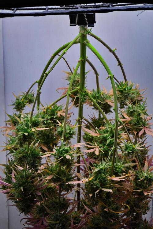 Cinderella | Fastbuds. Week 13